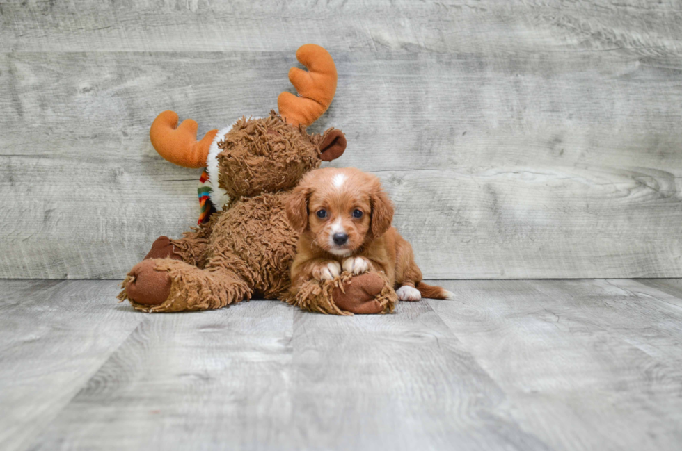 Sweet Cavapoo Baby