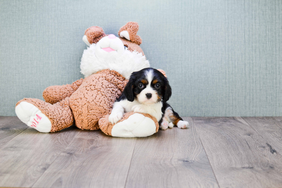 Sweet Cavalier King Charles Spaniel Purebred Puppy