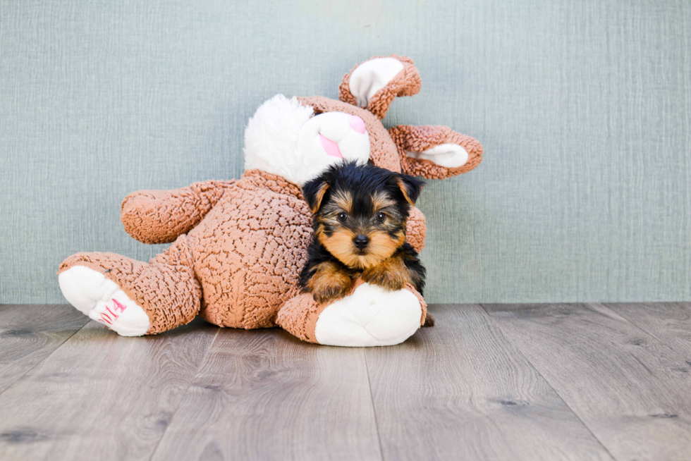 Meet Rascal - our Yorkshire Terrier Puppy Photo 