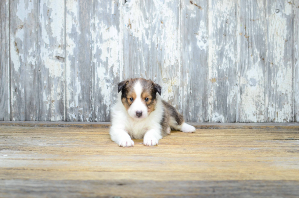 Cute Sheltie Baby