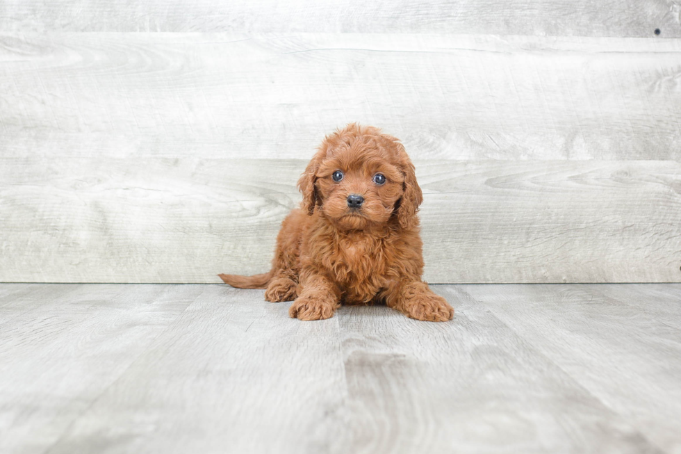 Sweet Cavapoo Baby