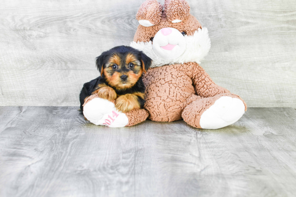 Meet Lisa - our Yorkshire Terrier Puppy Photo 