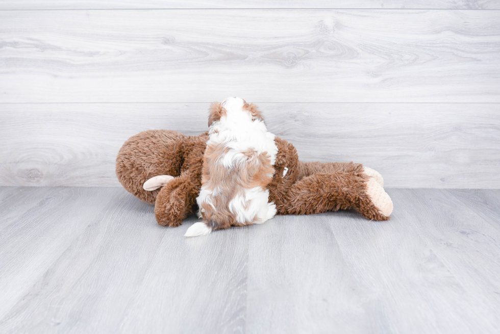 Petite Teddy Bear Designer Pup