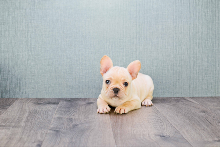 Small French Bulldog Baby