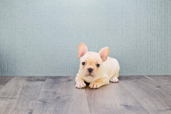 Small French Bulldog Baby