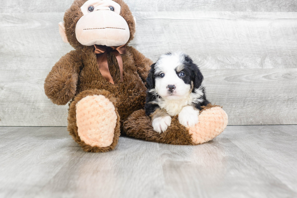 Mini Bernedoodle Puppy for Adoption