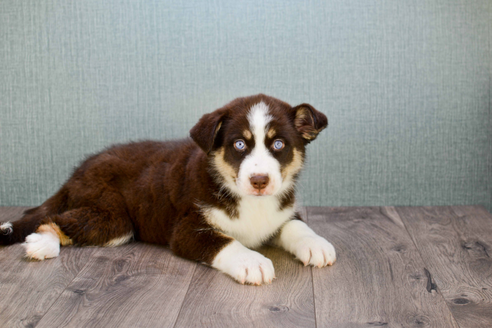 Best Pomsky Baby