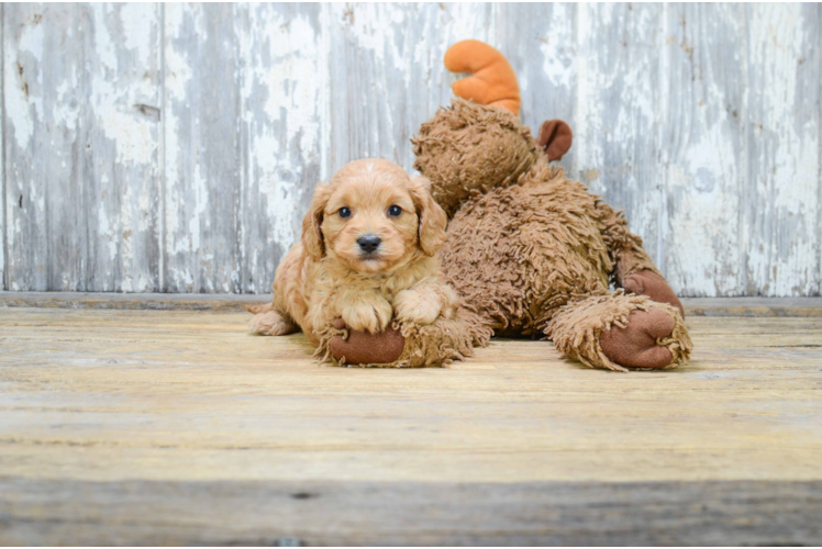 Little Cavoodle Poodle Mix Puppy