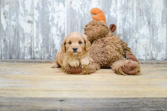 Little Cavoodle Poodle Mix Puppy