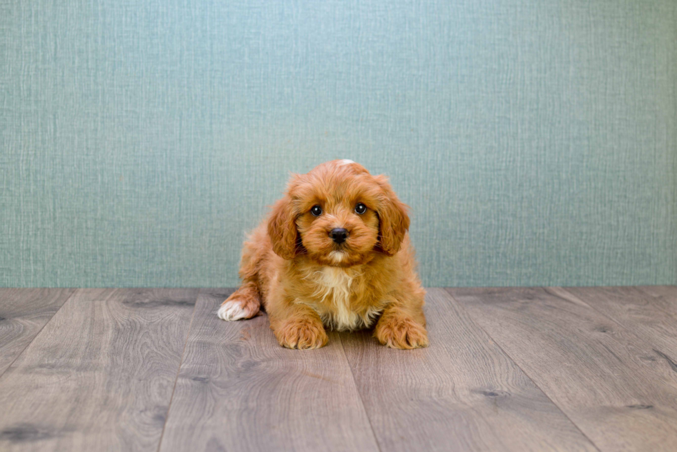 Best Cavapoo Baby