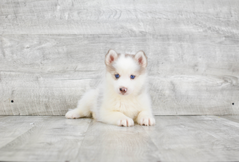 Petite Pomsky Designer Pup