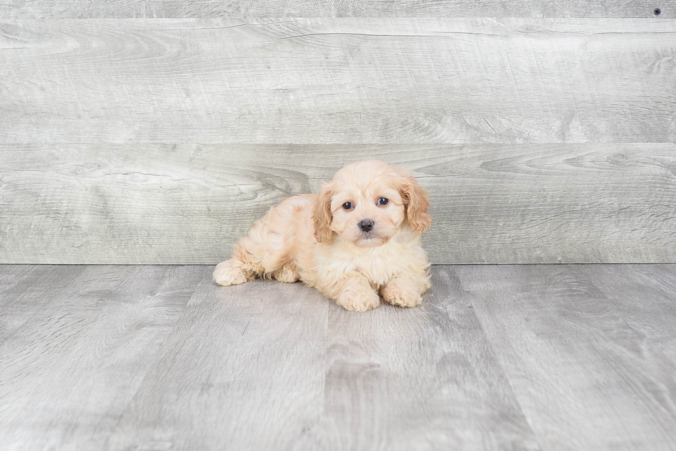 Cavachon Puppy for Adoption