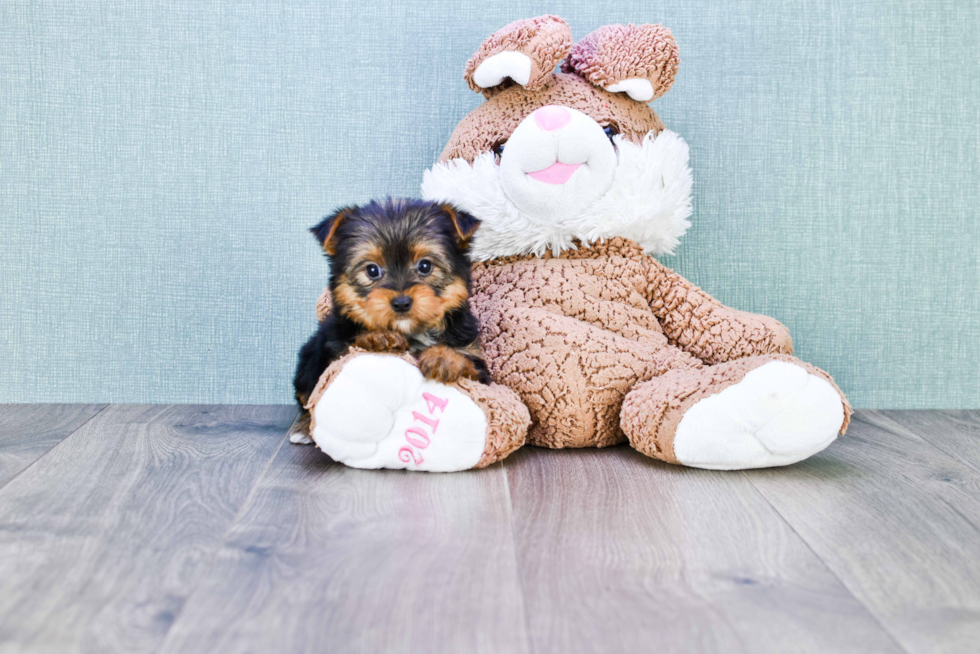 Meet Timmy - our Yorkshire Terrier Puppy Photo 