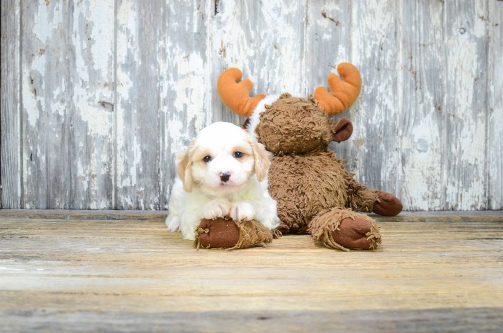 Sweet Cavachon Baby