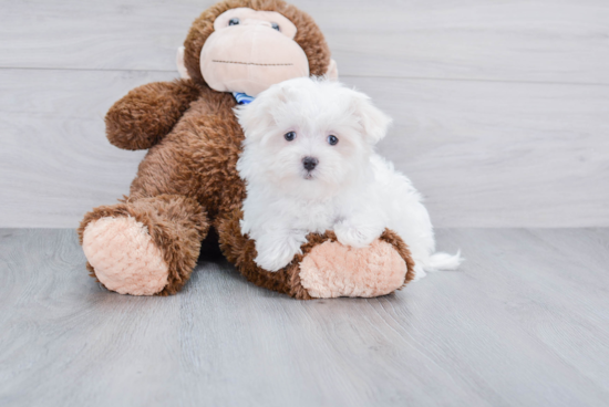 Funny Maltese Baby