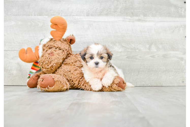 Smart Teddy Bear Designer Pup