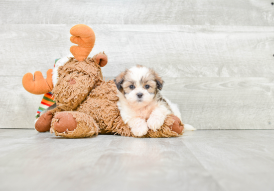 Smart Teddy Bear Designer Pup