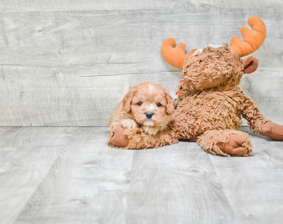 Popular Cavapoo Poodle Mix Pup