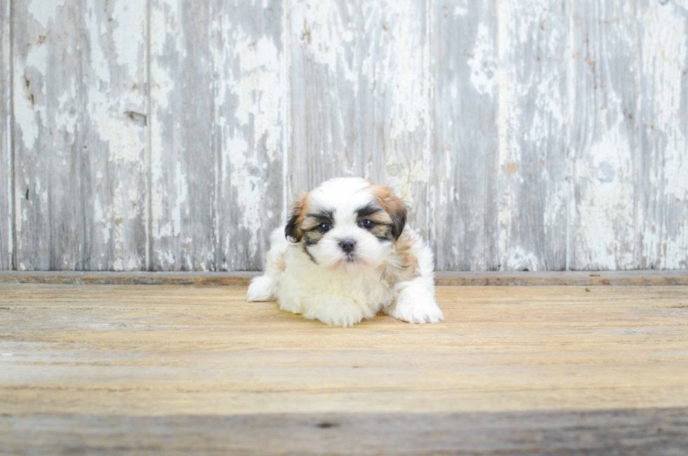 Teddy Bear Pup Being Cute