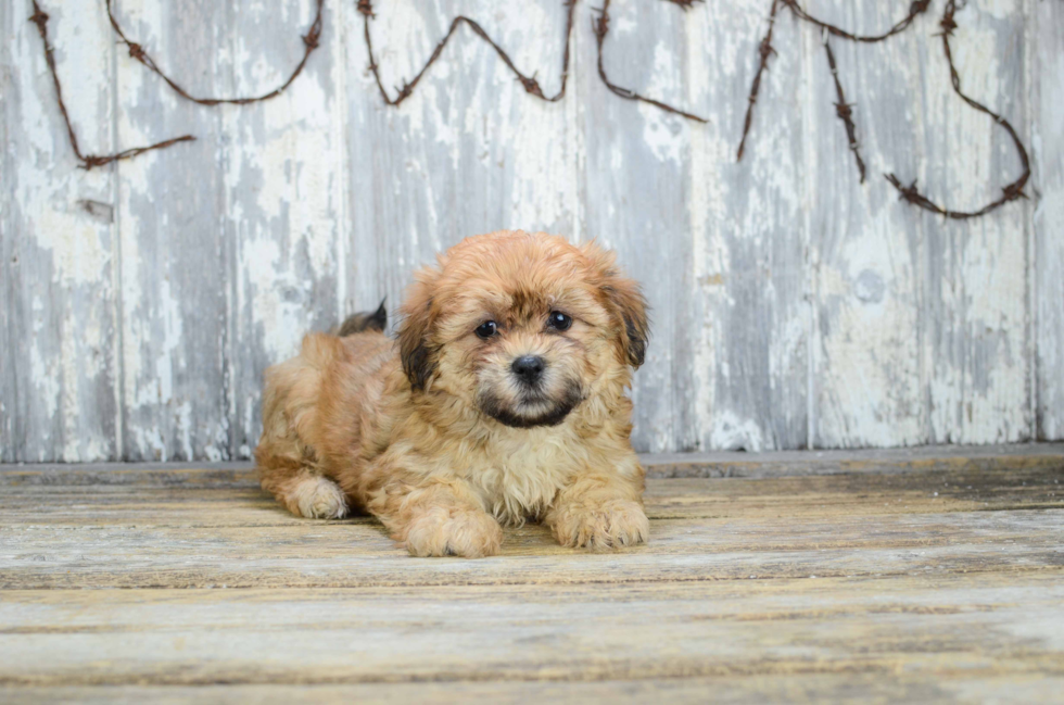 Teddy Bear Puppy for Adoption