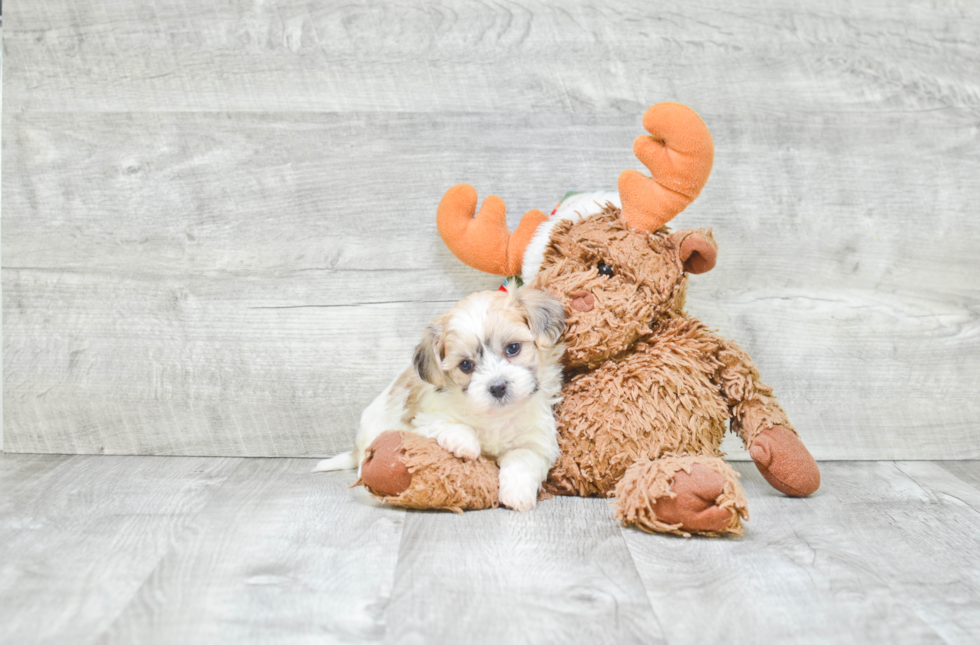 Teddy Bear Pup Being Cute