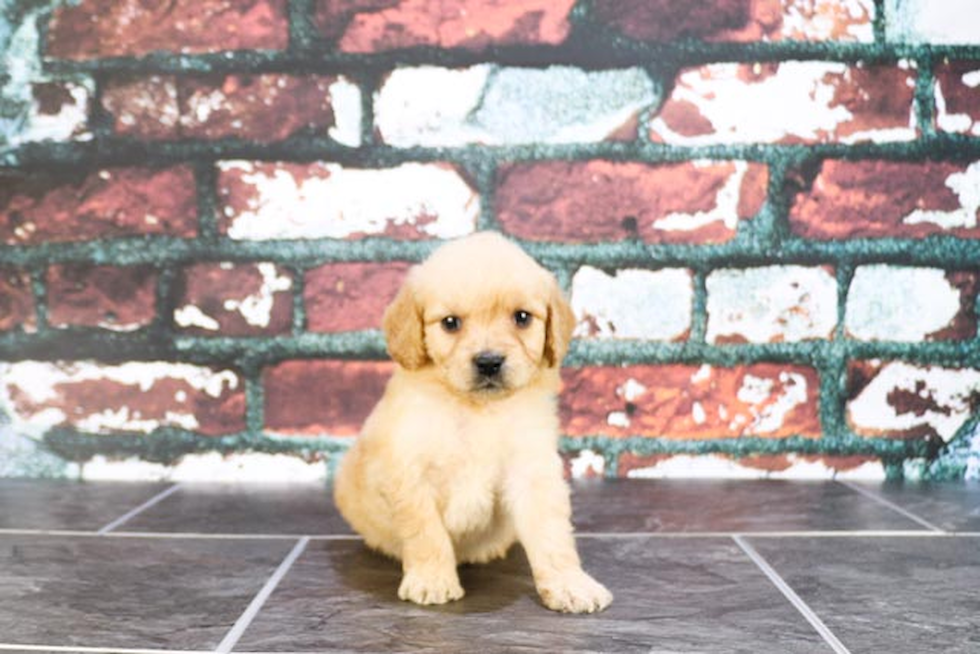 Best Mini Goldendoodle Baby