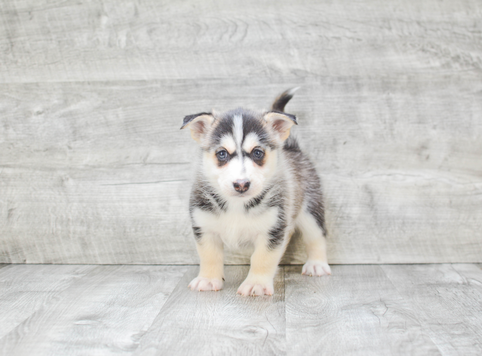 Small Pomsky Baby