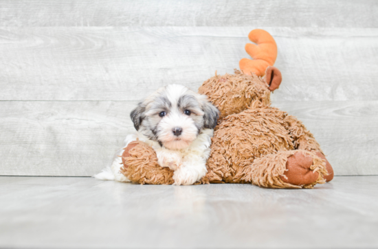 Small Havanese Purebred Pup