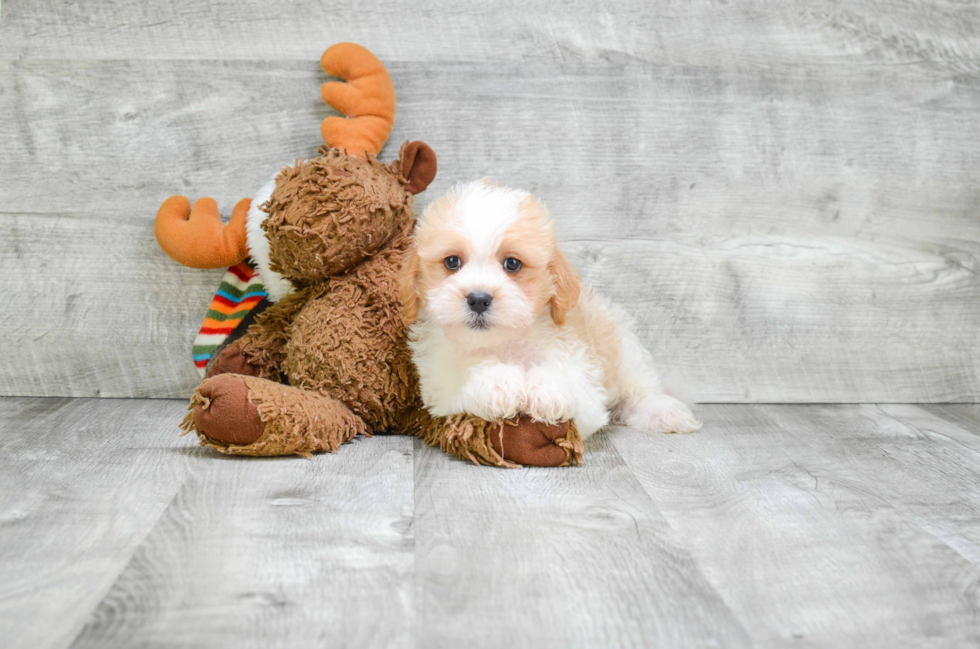 Fluffy Cavachon Designer Pup