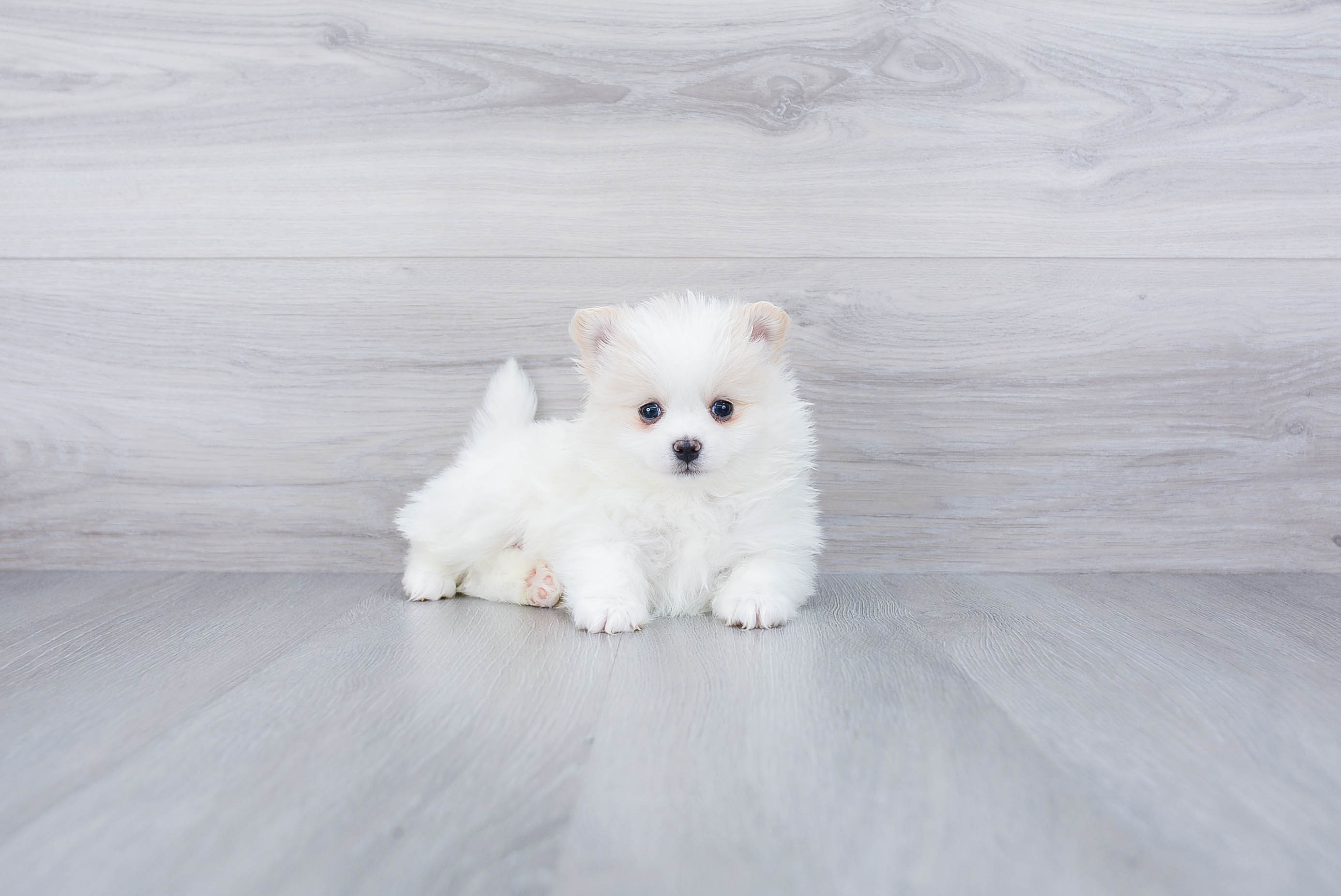 Pomeranian Pup Being Cute