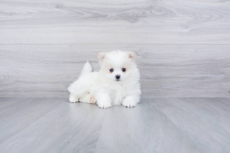 Pomeranian Pup Being Cute