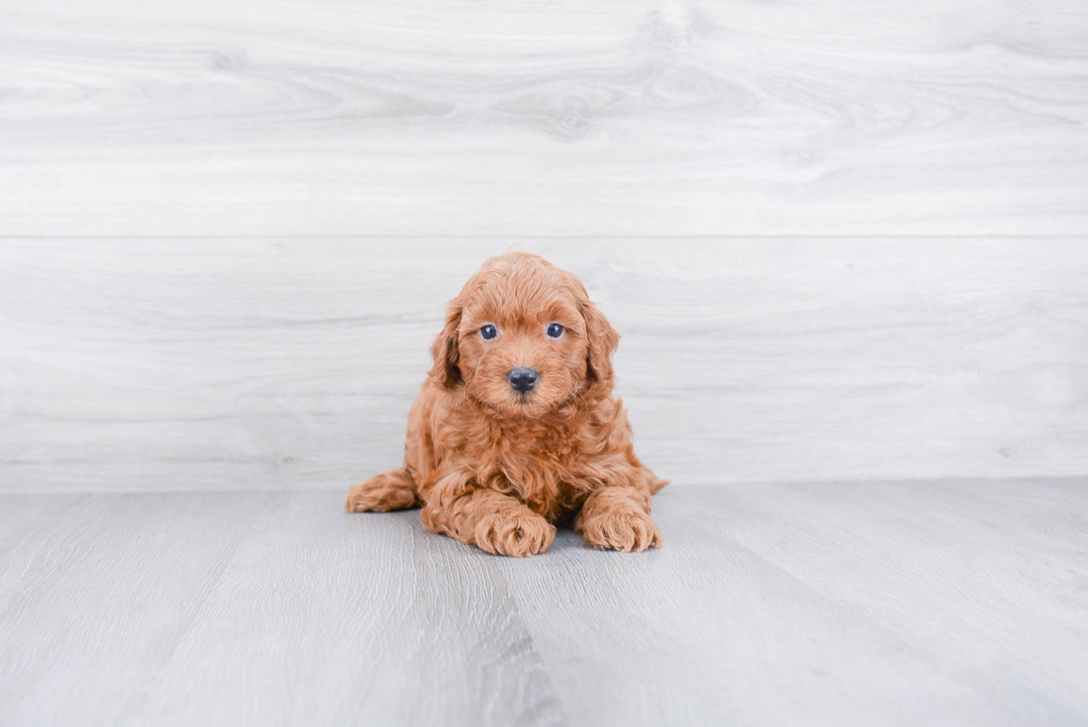 Mini Goldendoodle Puppy for Adoption