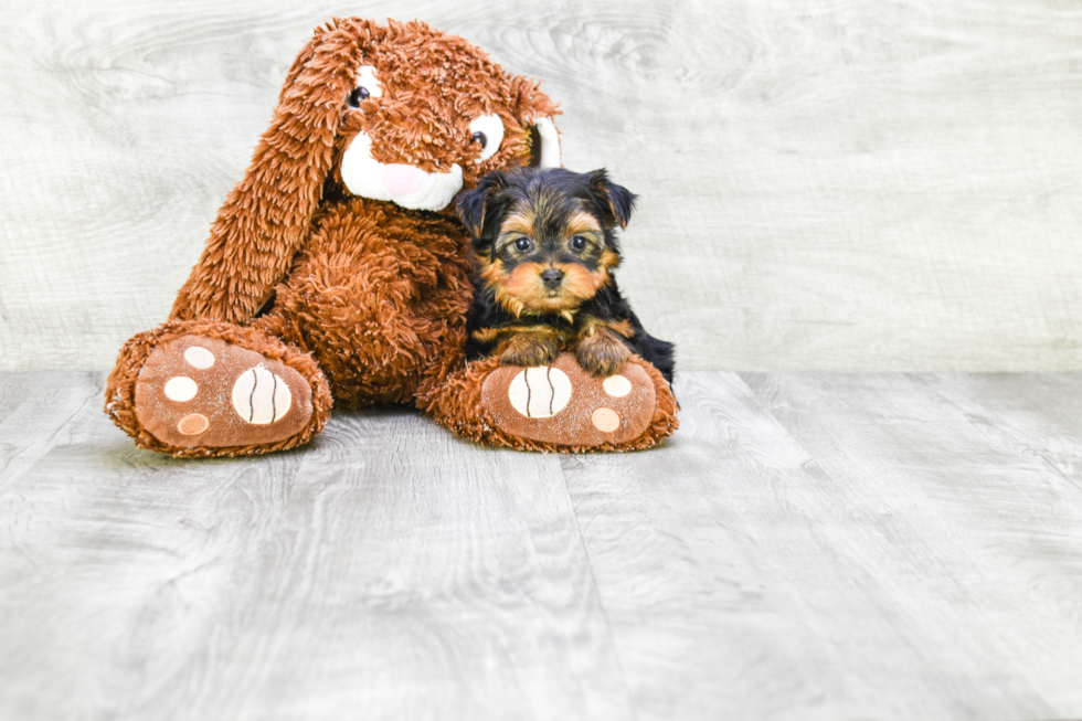 Meet Capone - our Yorkshire Terrier Puppy Photo 