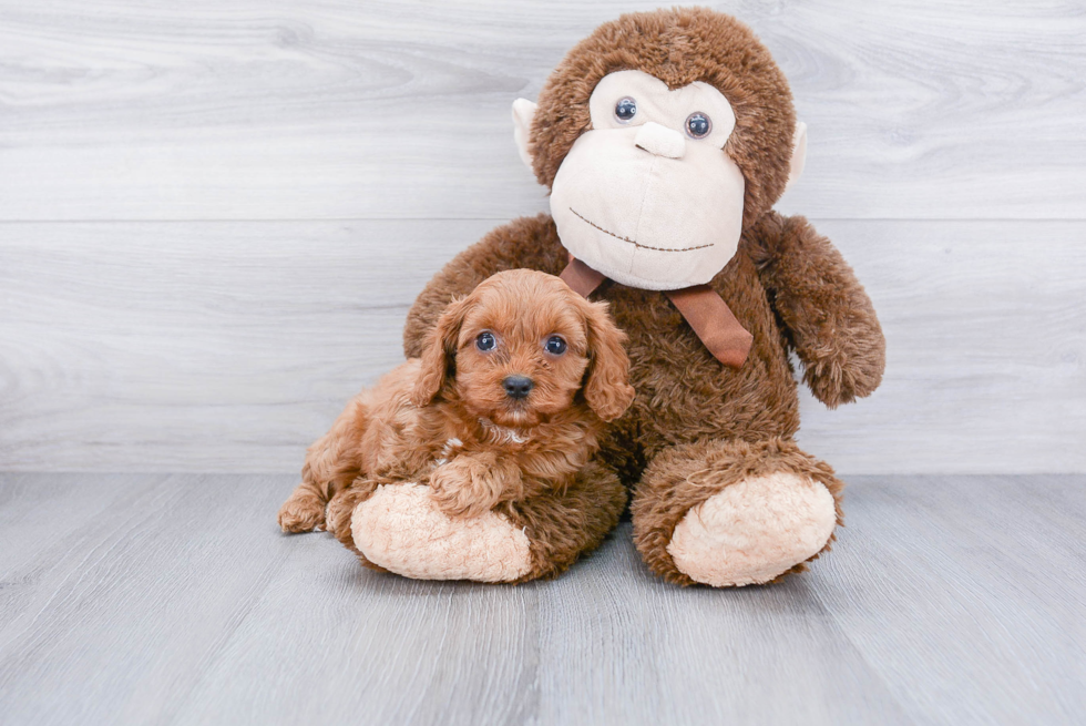 Cavapoo Puppy for Adoption