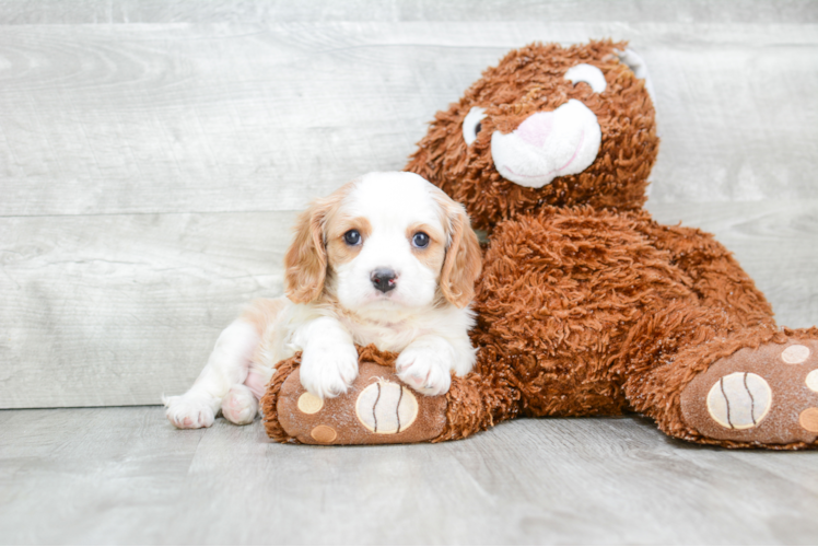 Cavalier King Charles Spaniel Puppy for Adoption