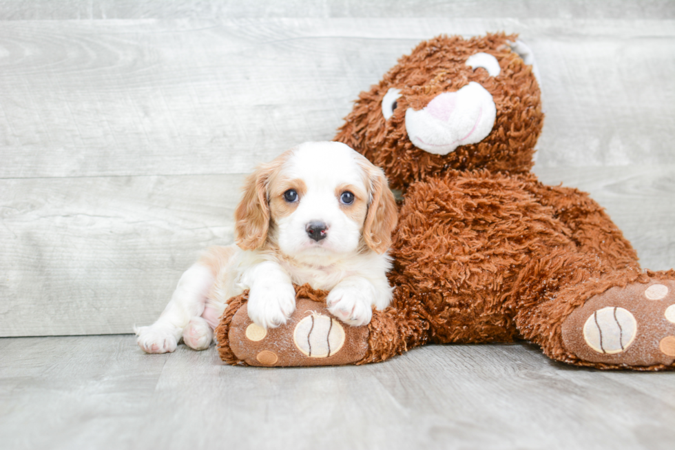 Cavalier King Charles Spaniel Puppy for Adoption