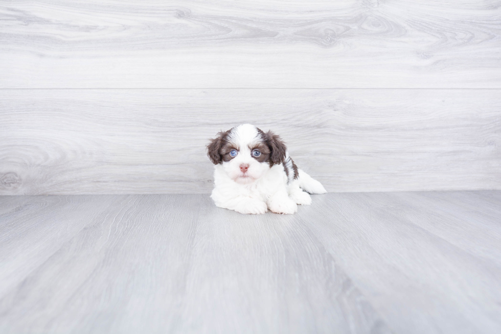 Energetic Havanese Purebred Puppy