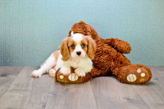 Cavalier King Charles Spaniel Pup Being Cute