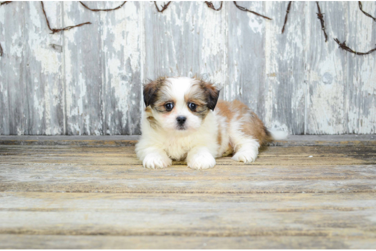 Sweet Teddy Bear Baby