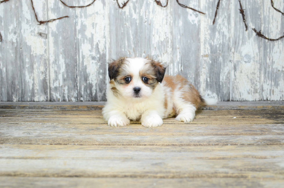 Sweet Teddy Bear Baby