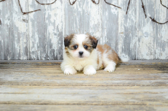 Sweet Teddy Bear Baby