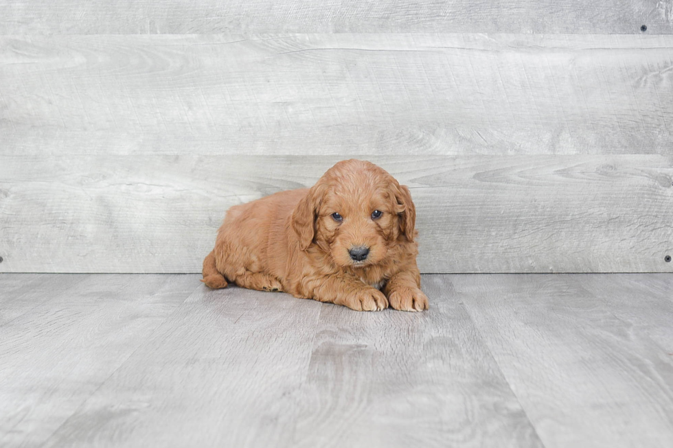 Best Mini Goldendoodle Baby