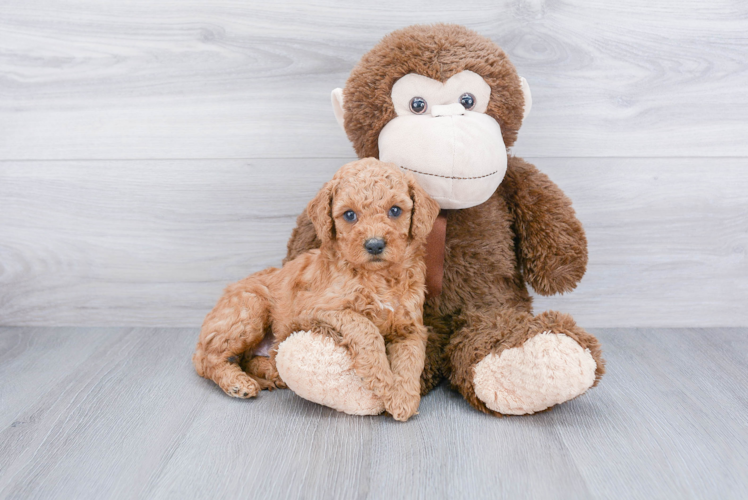 Popular Mini Goldendoodle Poodle Mix Pup