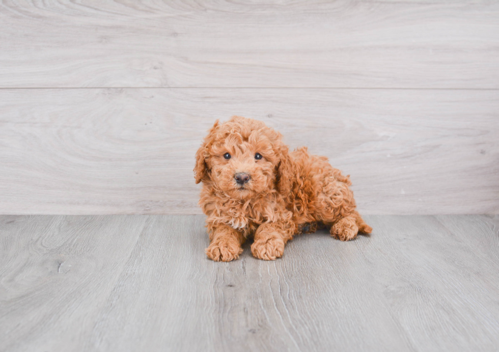 Mini Goldendoodle Pup Being Cute