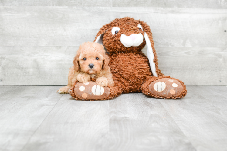 Cavapoo Pup Being Cute