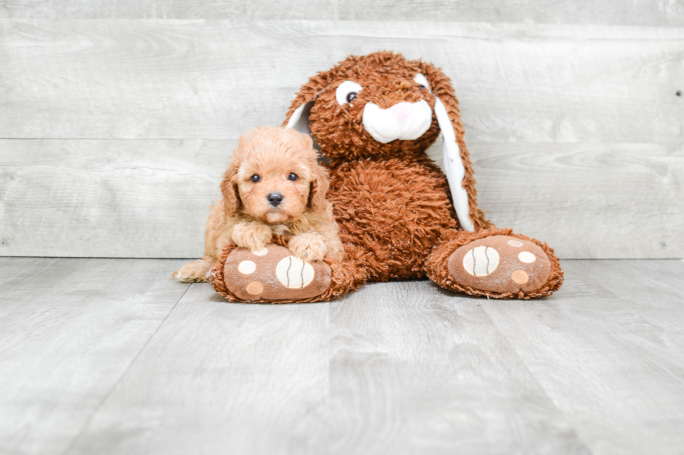 Cavapoo Pup Being Cute
