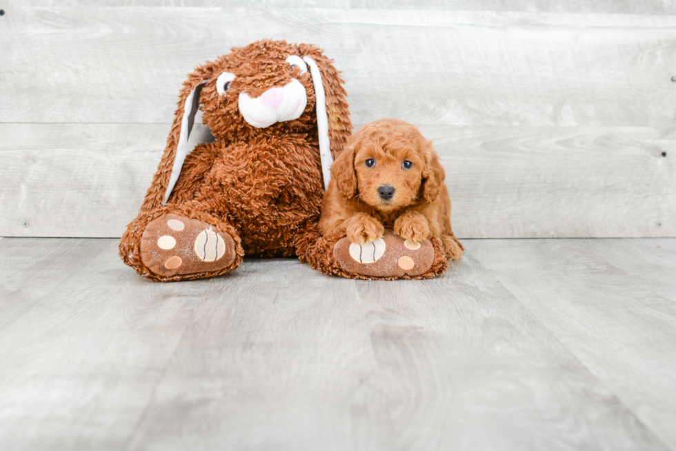 Cute Mini Goldendoodle Baby