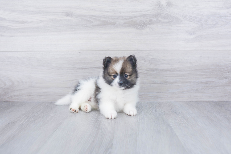 Little Pomeranian Purebred Pup