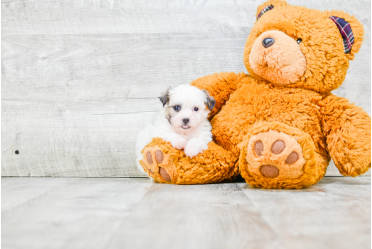 Popular Teddy Bear Designer Pup