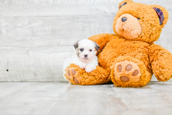 Popular Teddy Bear Designer Pup